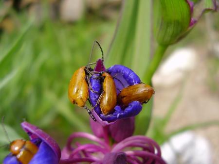 Scarabs Dors