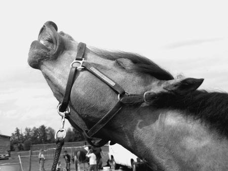 Licken Perfect : Flehmen