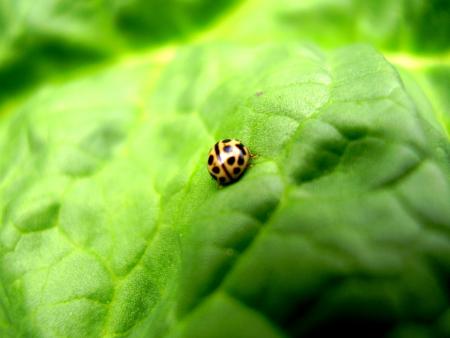 Pitite coccinelle